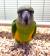 Попугай Сенегальский длиннокрылый  Poicephalus senegalus