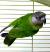 Попугай Сенегальский длиннокрылый  Poicephalus senegalus
