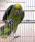 Попугай Амазон Желтолобый  Amazona ochrocephala