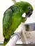 Попугай Амазон Желтолобый  Amazona ochrocephala