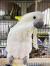 Попугай Какаду желтоxоxлый  Cacatua galerita