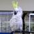 Попугай Какаду желтоxоxлый  Cacatua galerita