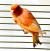 Кенар оранжевый  Serinus canaria (orange)