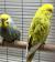 Попугай Волнистый  Melopsittacus undulatus