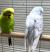 Попугай Волнистый  Melopsittacus undulatus