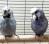 Попугай Волнистый  Melopsittacus undulatus