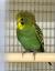 Попугай Волнистый  Melopsittacus undulatus