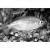 Конго золотой SAlestopetersius caudalis (Hemigrammopetersius caudalis) | Цена: 295 | Нет в наличии