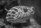 Тетрадон фахак, Скалозуб африканский STetraodon lineatus (T.fahaka) | Цена: 950 | Нет в наличии
