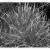 Бликса новогвинейская MBlyxa novoguineesis | Цена: 1500 | Нет в наличии