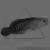 Ложнохромис волнистый голубополосый MPseudochromis cyanotaenia | Цена: 1283 | Нет в наличии