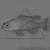Ложноxромис фиолетовый MPseudochromis porphyreus | Цена: 2495 | Нет в наличии