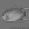 Ангел-изабелита бермудская LHolacanthus bermudensis | Цена: 17780 | Нет в наличии