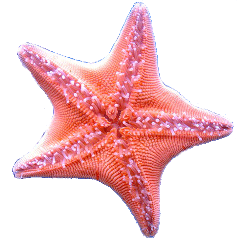 Иглокожие(Echinodermata) Иглокожие(Echinodermata)