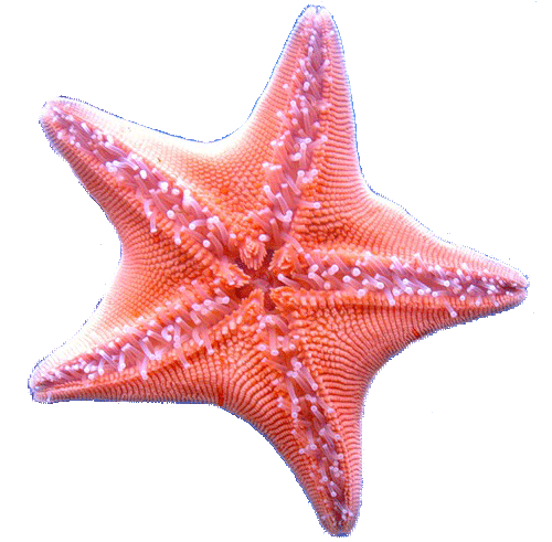 Иглокожие(Echinodermata)