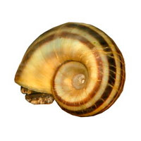 Mollusca (Моллюски)