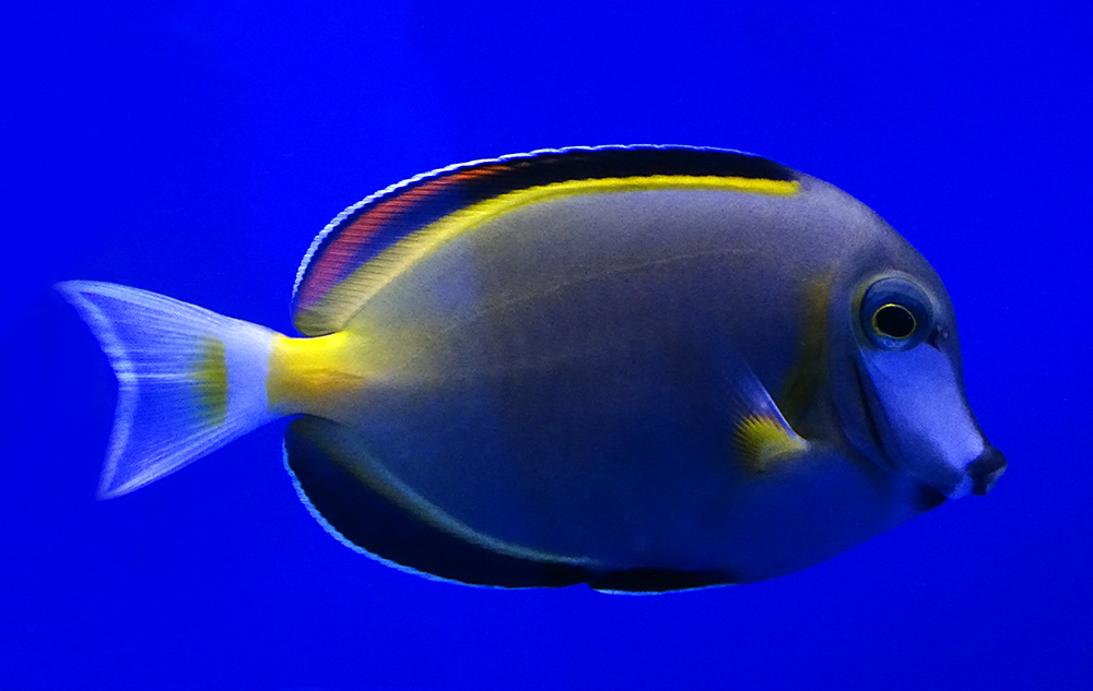 Хирург японский (бронзовый)  Acanthurus japonicus