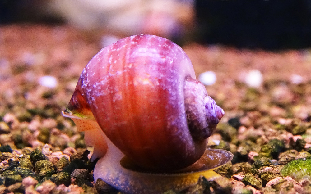 Ампулярия розовая Ampullaria sp. Pink