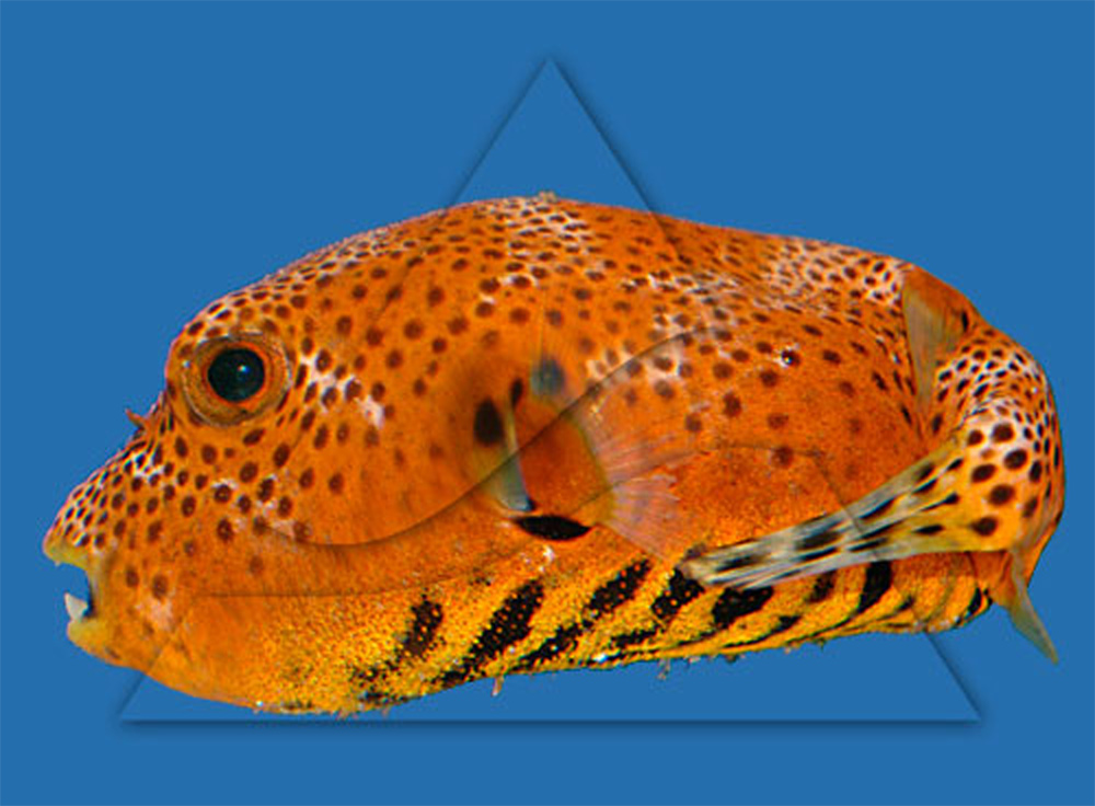 Аротрон звездчатый Arothron stellatus