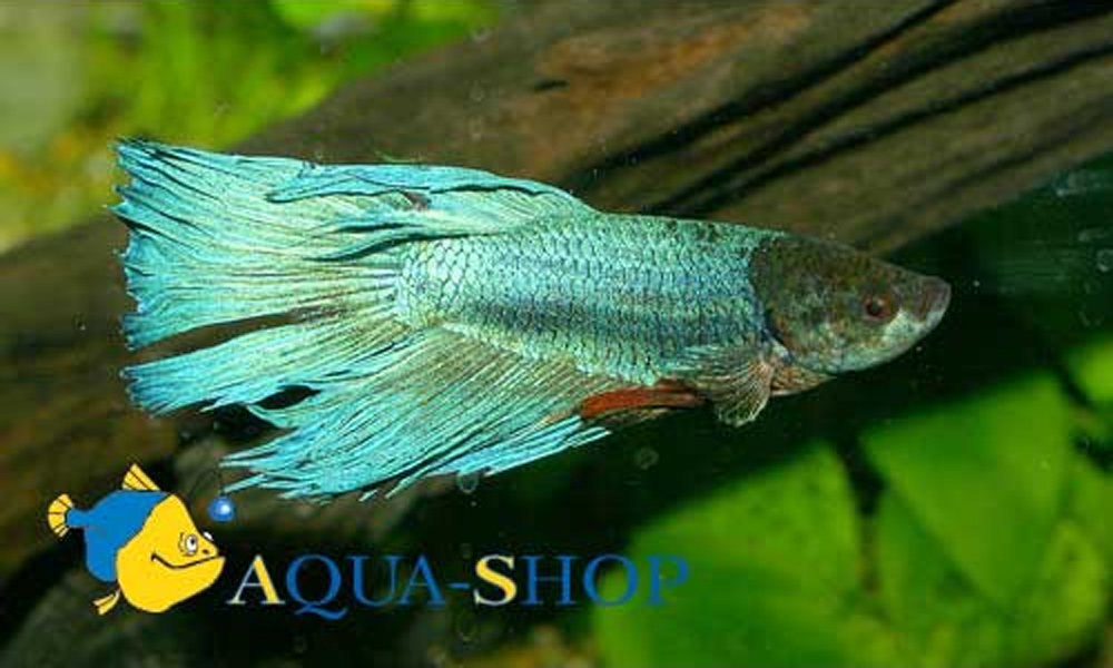 Одноцветный голубой петушок  Betta splendens Veiltail Blue