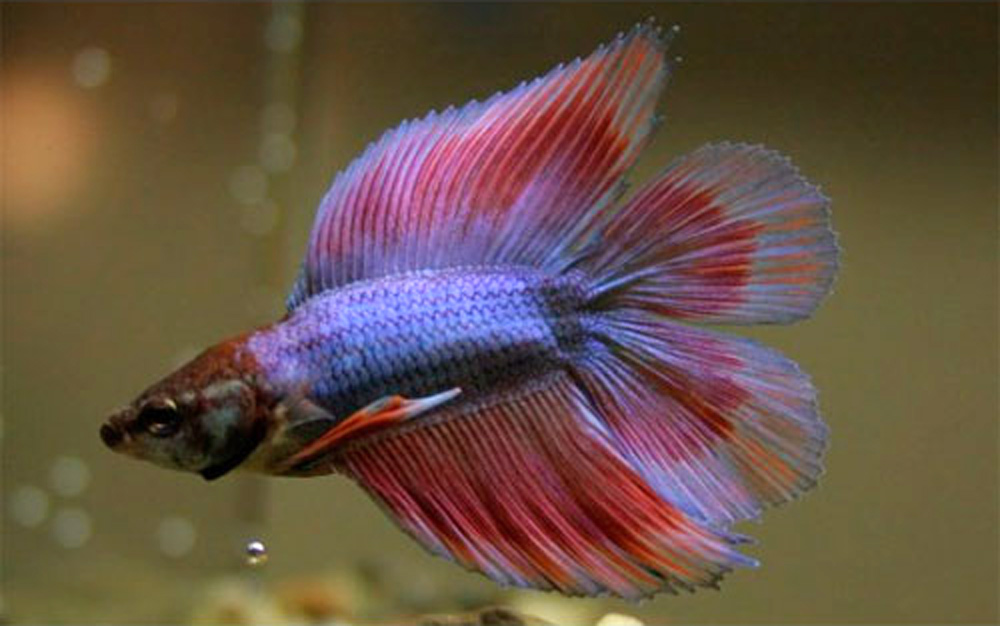 Двухвостый петушок  Betta splendens Double Tail