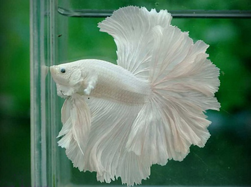 Розохвостый петушок  Betta splendens Halfmoon grade A