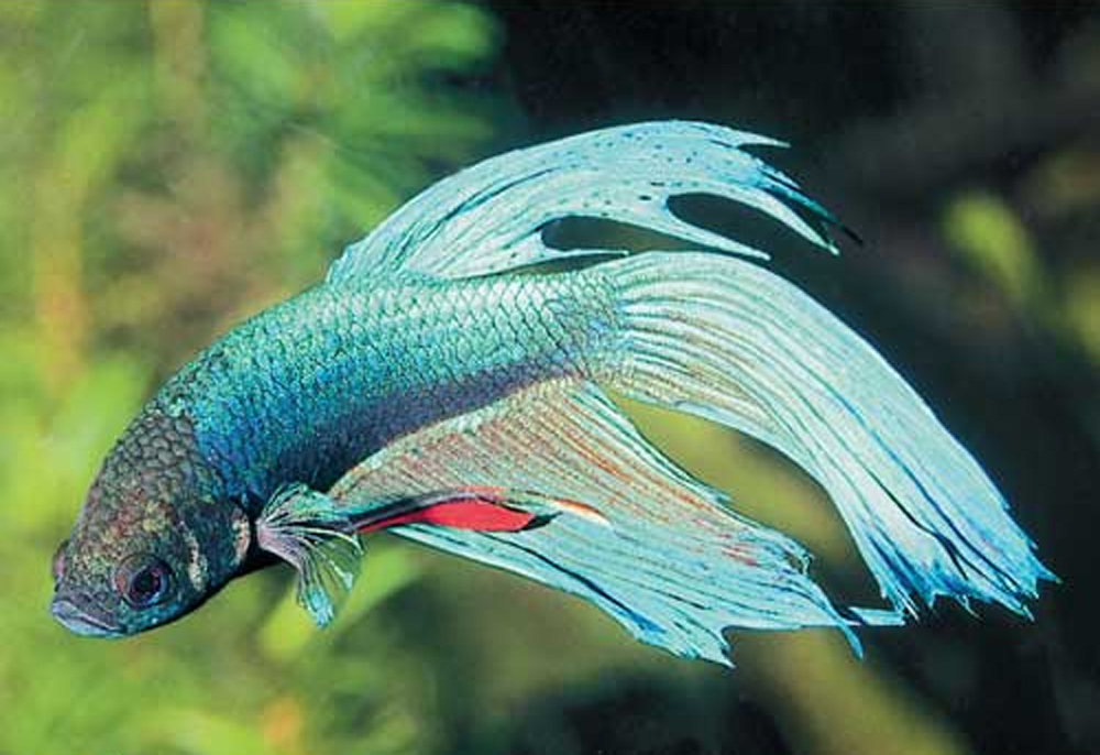 Вуалехвостый петушок  Betta splendens Veiltail