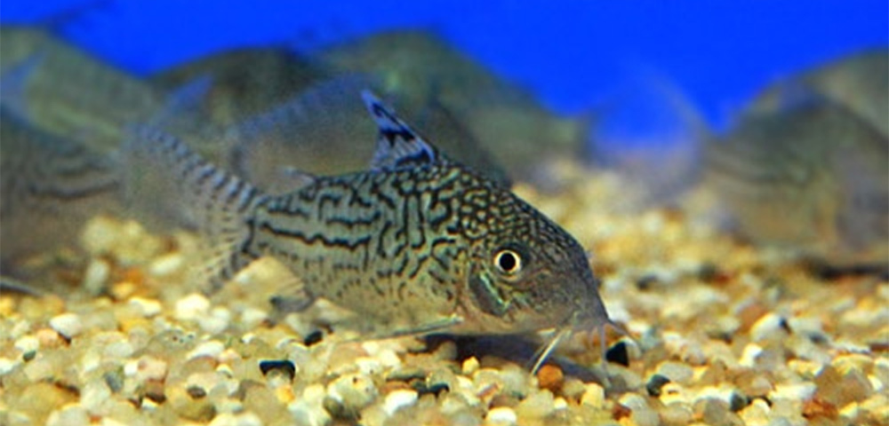 Коридорас содалис / Corydoras sodalis