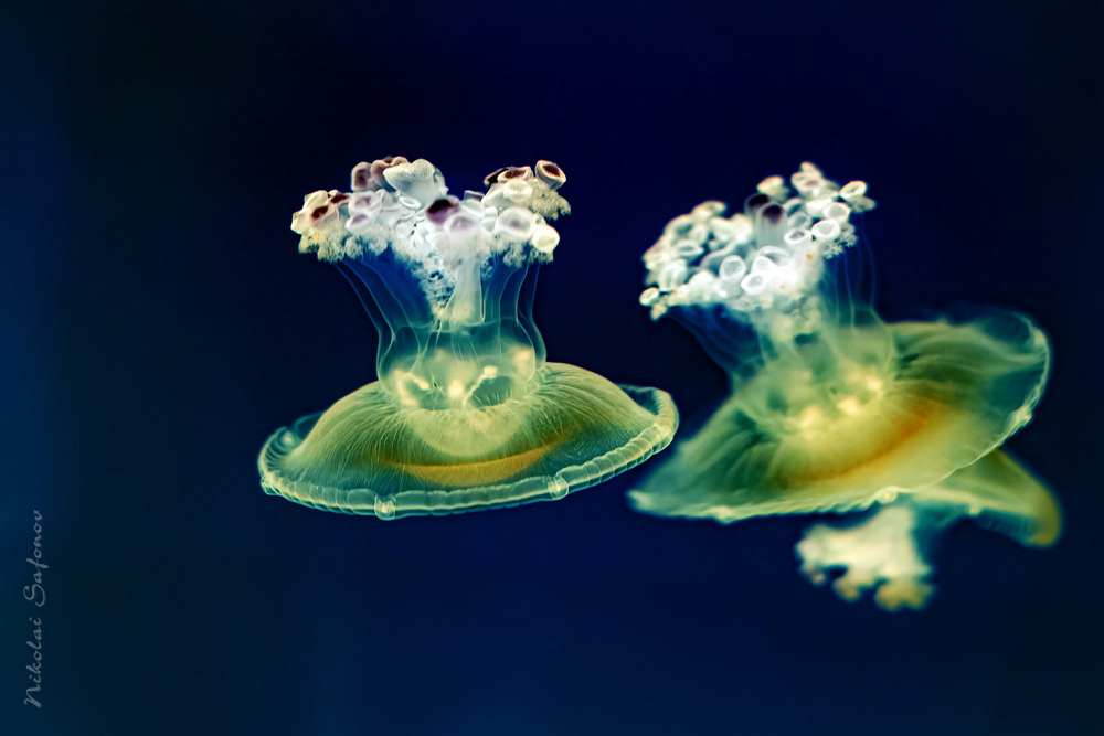 Медуза-яичница