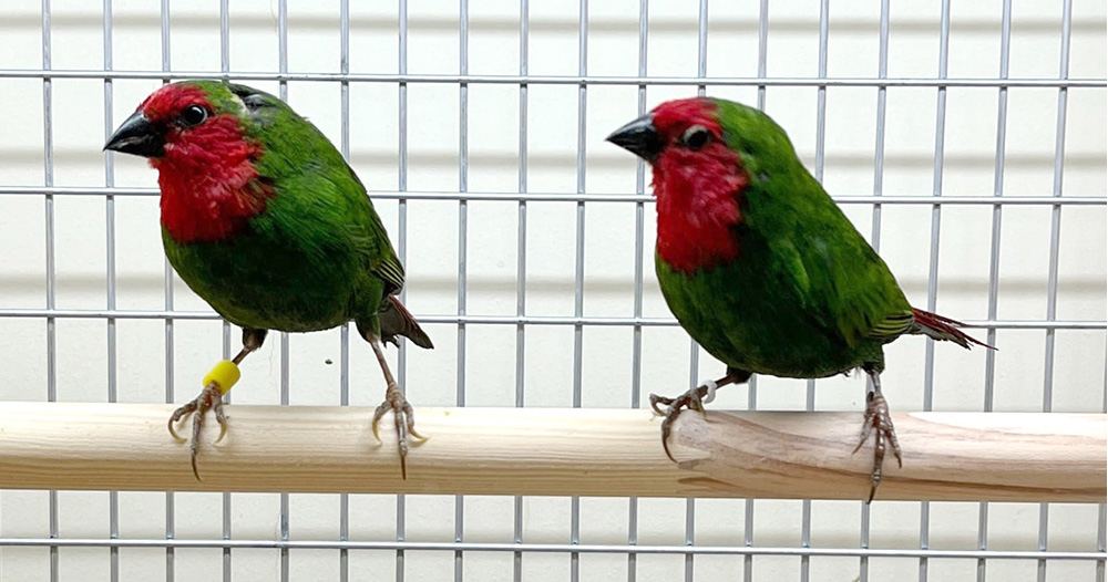 Амадина красноголовая попугайная