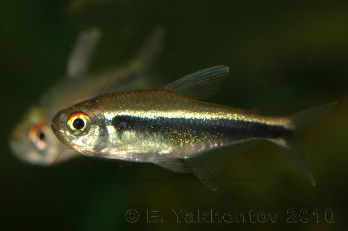 Неон черный Hyphessobrycon herbertaxelrodi