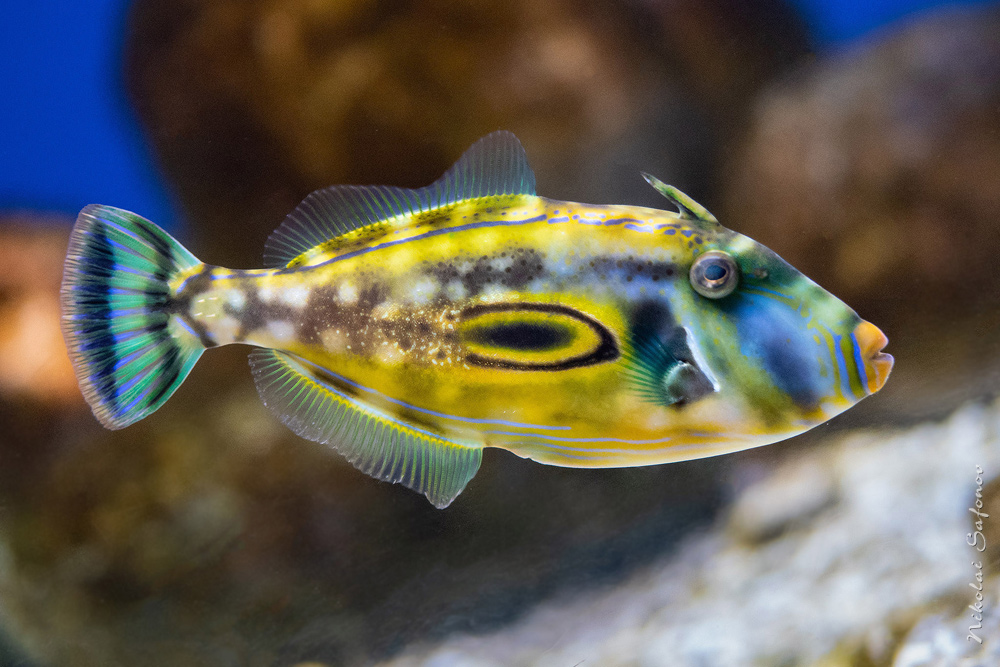 Horseshoe leatherjacket Meuschenia hippocrepis