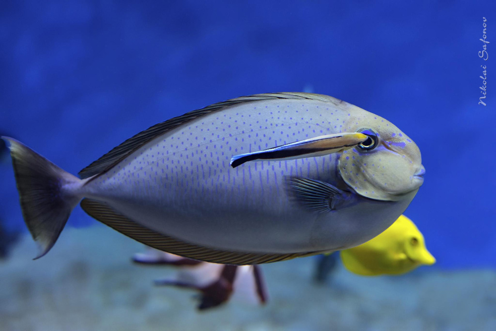 Носорог Вламинга (Naso vlamingii) и губан доктор (лат. Labroides dimidiatus)