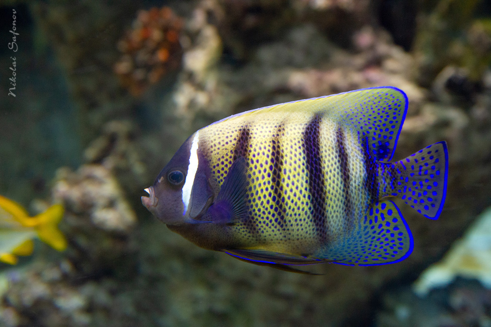 Ангел шестиполосый (секстриатус) Pomacanthus sexstriatus