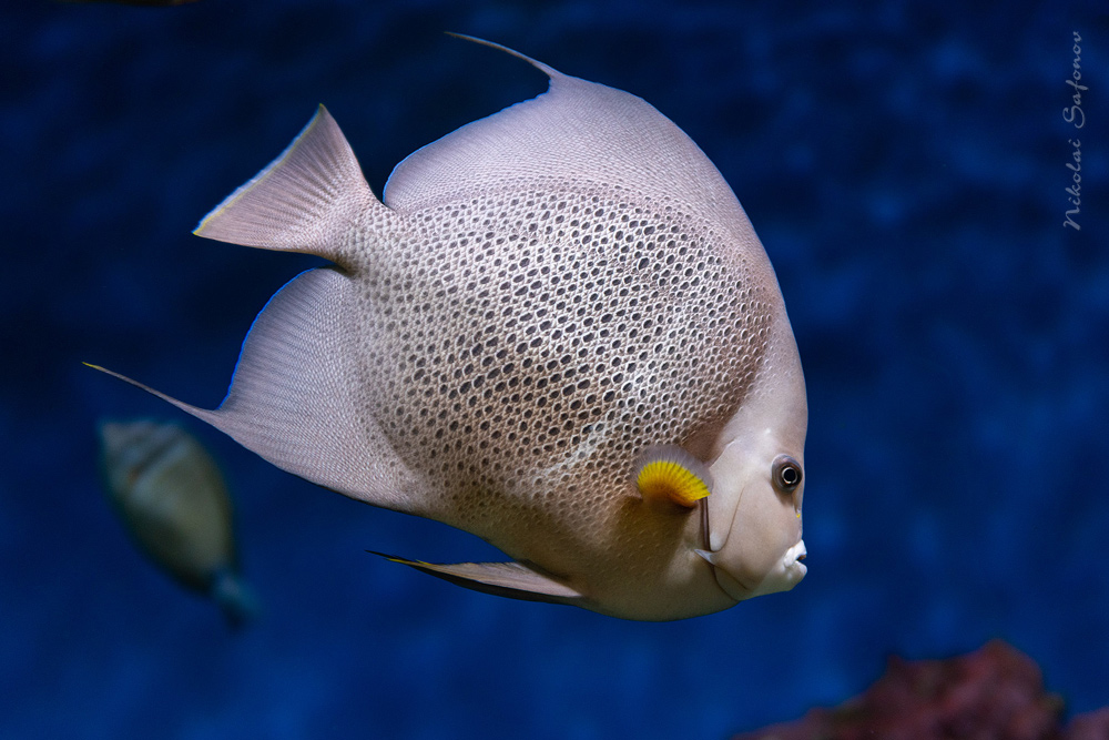 Ангел черный французский (пару) Pomacanthus paru