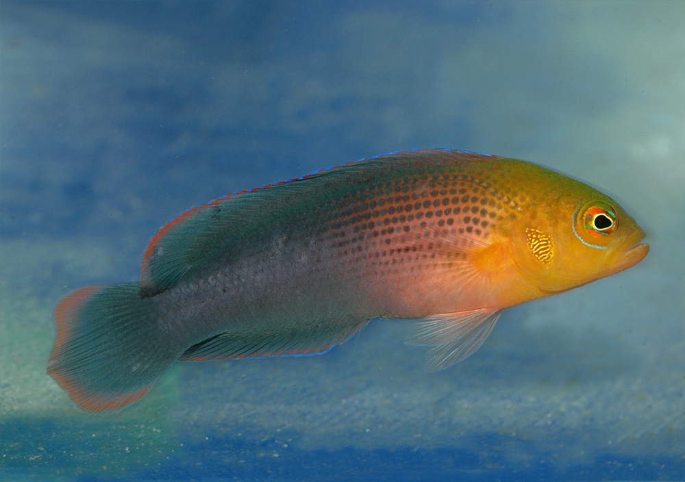 Ложнохромис оранжевоголовый   Pseudochromis dilectus