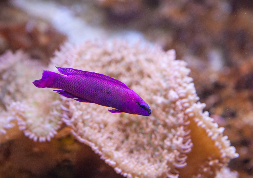 ложнохромис Фридмана Pseudochromis fridmani