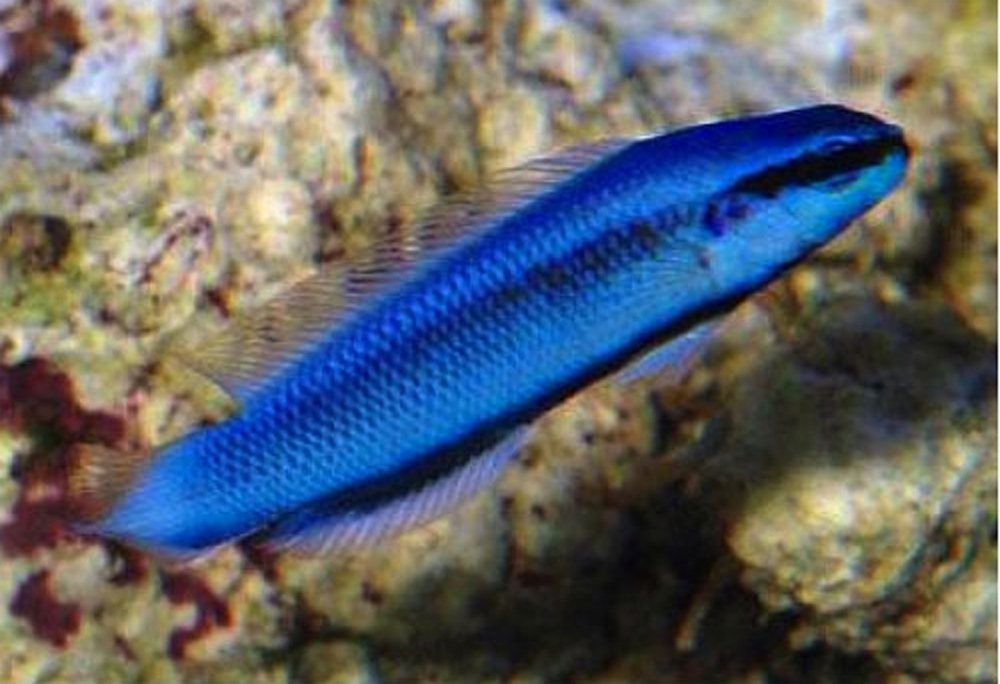 >Ложнохромис индиго Pseudochromis indigo