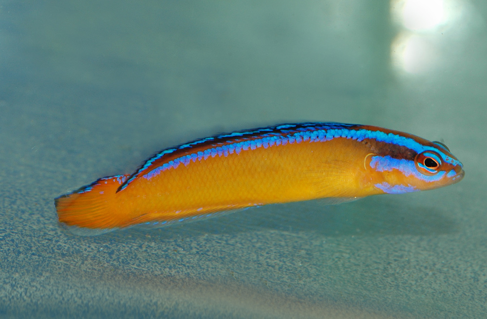 Ложнохромис желтый синеполосый (арабский) Pseudochromis aldabraensis