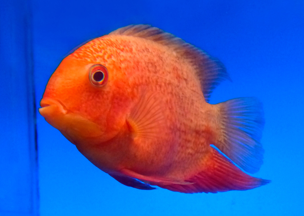 Рыбки цихлазомы – уход и содержание, описание, размножение, фото