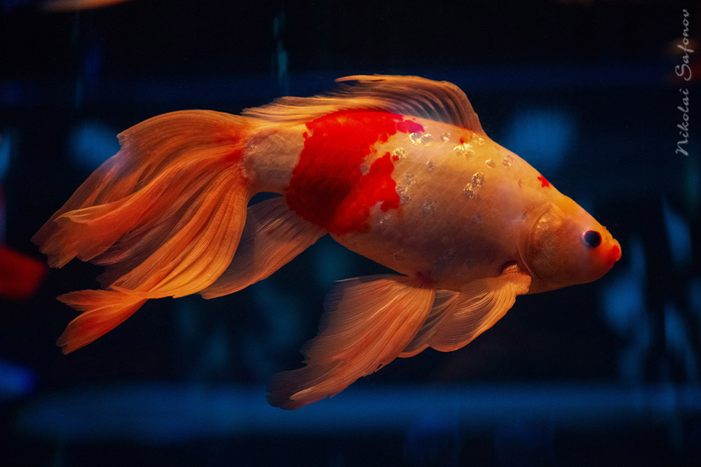 Золотая рыбка, фото Николая Сафонова
