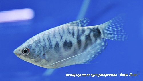 Гурами мраморный