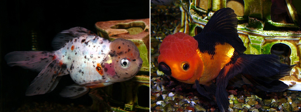 Carassius auratus Lion Head