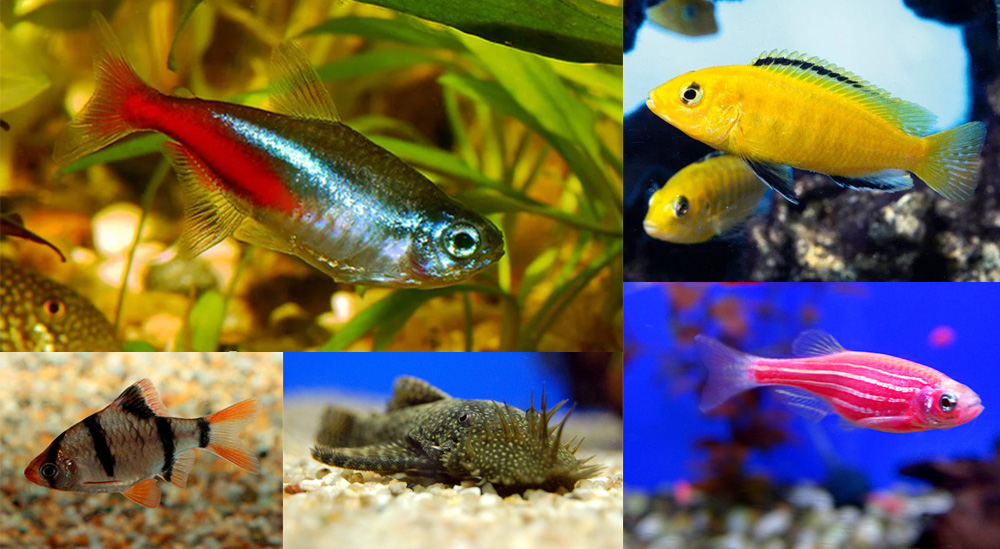 Доклад по теме Популярные рыбки наших аквариумов