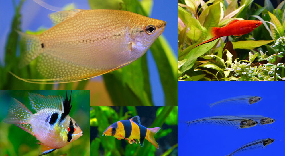 Лучшие пресноводные аквариумные рыбки – выбор покупателей Аква Лого, часть 2