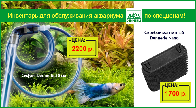 Инвентарь (скребки и сифоны) для обслуживания аквариумов от бренда Dennerle по специальным ценам!