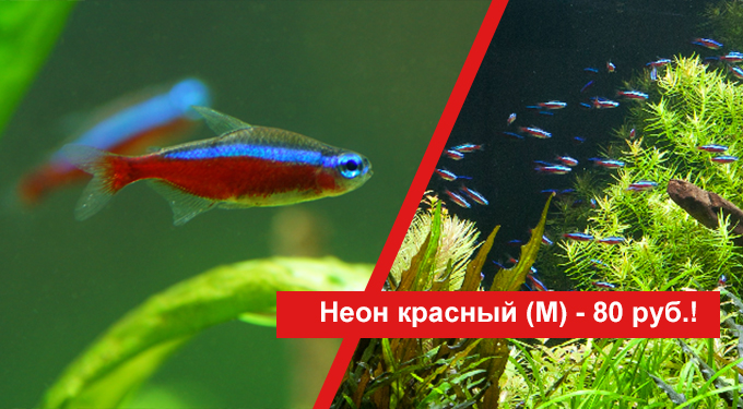 Аквариумная рыбка красный неон по специальной цене!