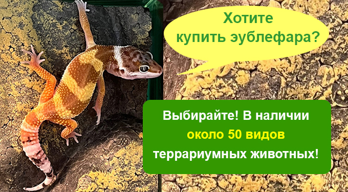 Выберите на нашем сайте своего экзотического питомца!