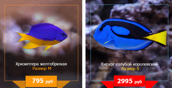 Магазин Рыбок Смоленск Магазин Рыбок Смоленск
