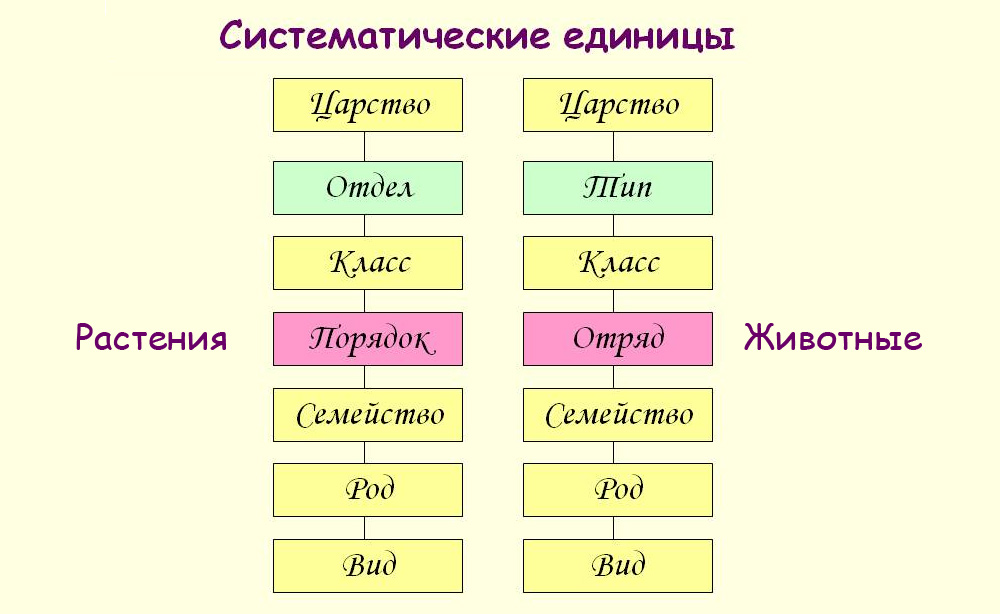 Биологические таксоны